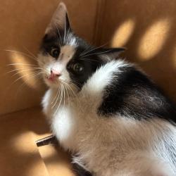 Shelter Stray Male Cat last seen , 3607 N Armenia Ave, Tampa, FL 33607, USA