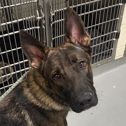Shelter Stray Male Dog last seen , 14 Forever Friend Ln, Asheville, NC 28806, USA