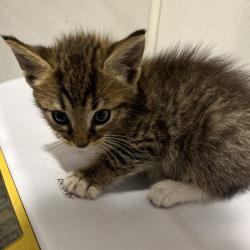 Shelter Stray Male Cat last seen , 3607 N Armenia Ave, Tampa, FL 33607, USA