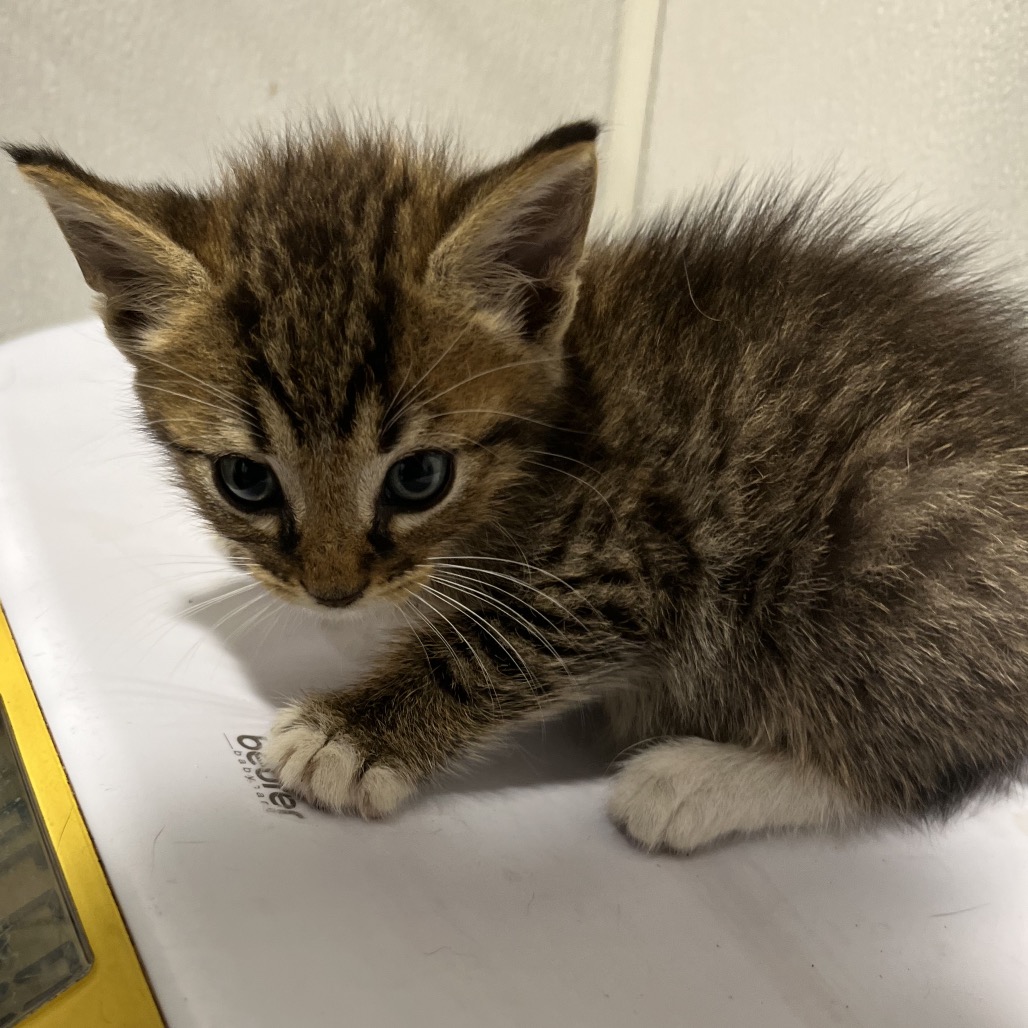 Shelter Stray Male Cat last seen , 3607 N Armenia Ave, Tampa, FL 33607, USA