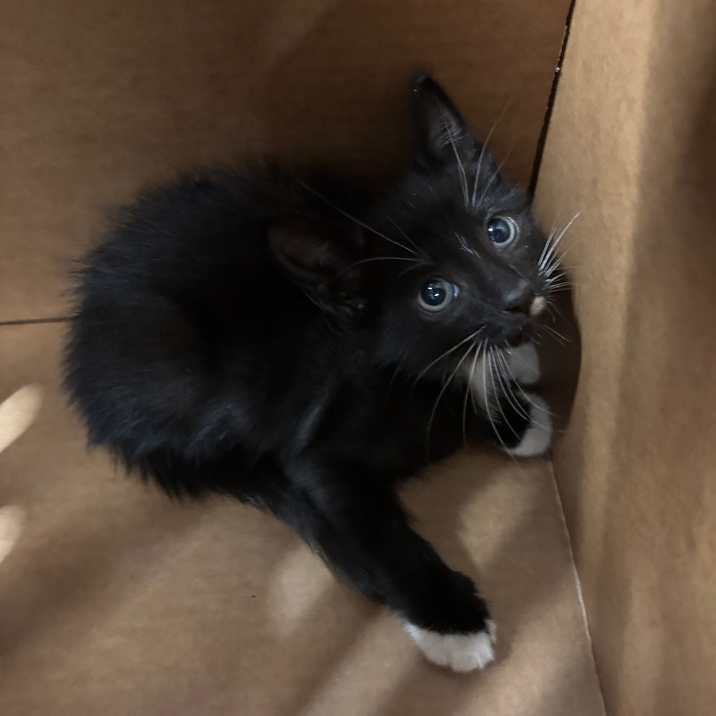 Shelter Stray Male Cat last seen , 3607 N Armenia Ave, Tampa, FL 33607, USA