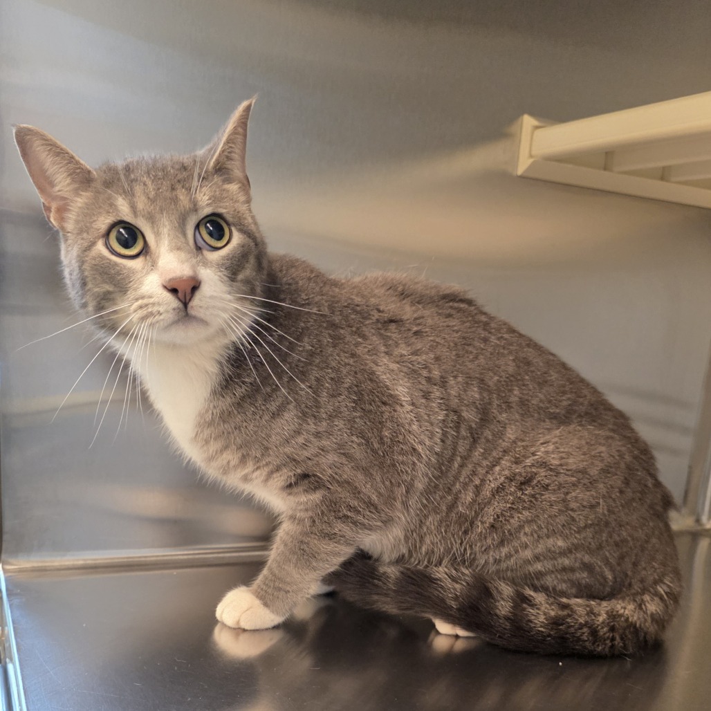 Shelter Stray Male Cat last seen , 3428 S Jenkins Ave, Norman, OK 73072, USA
