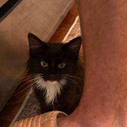Shelter Stray Male Cat last seen , 5570 Sturmer Park Cir, Winston-Salem, NC 27105, USA