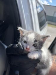 Found/Stray Unknown Cat last seen Port St Lucie, Port St. Lucie, FL 34986