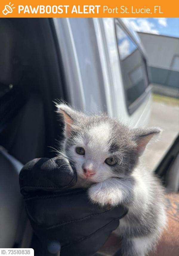 Found/Stray Unknown Cat last seen Port St Lucie, Port St. Lucie, FL 34986