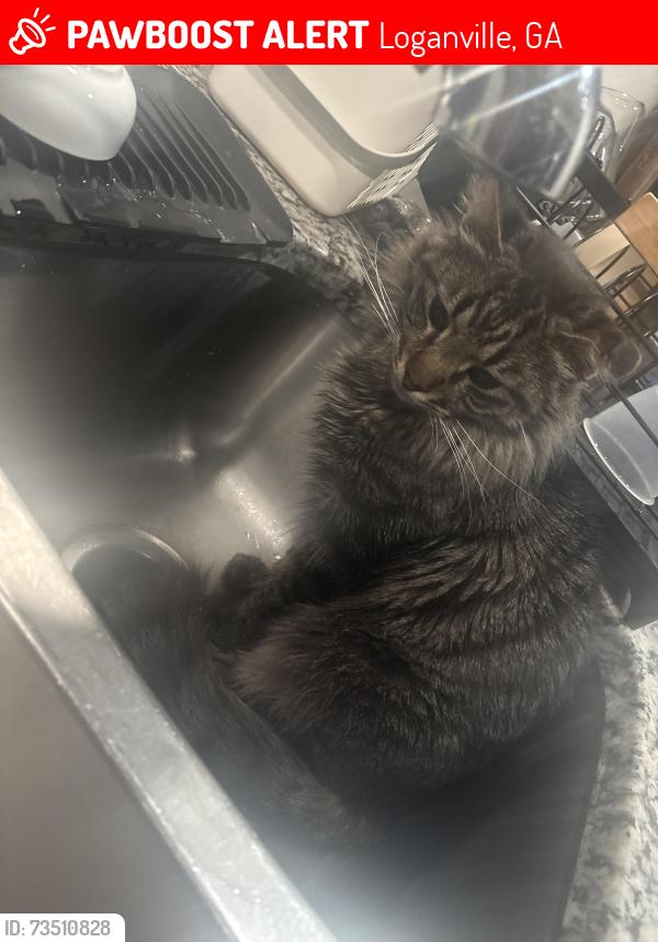 Lost Male Cat last seen old Loganville road, Loganville, GA 30052