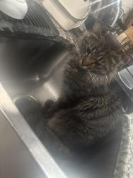 Lost Male Cat last seen old Loganville road, Loganville, GA 30052