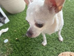 Reunited Female Dog last seen Olympic middle school, Auburn, WA 98002
