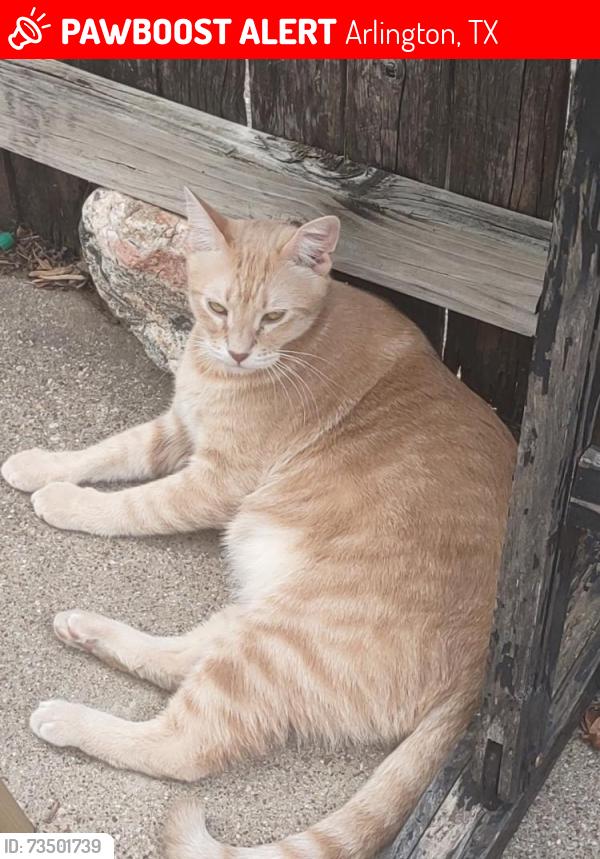 Lost Male Cat last seen Sanford and cousins lane corner, Arlington, TX 76012