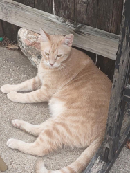Lost Male Cat last seen Sanford and cousins lane corner, Arlington, TX 76012