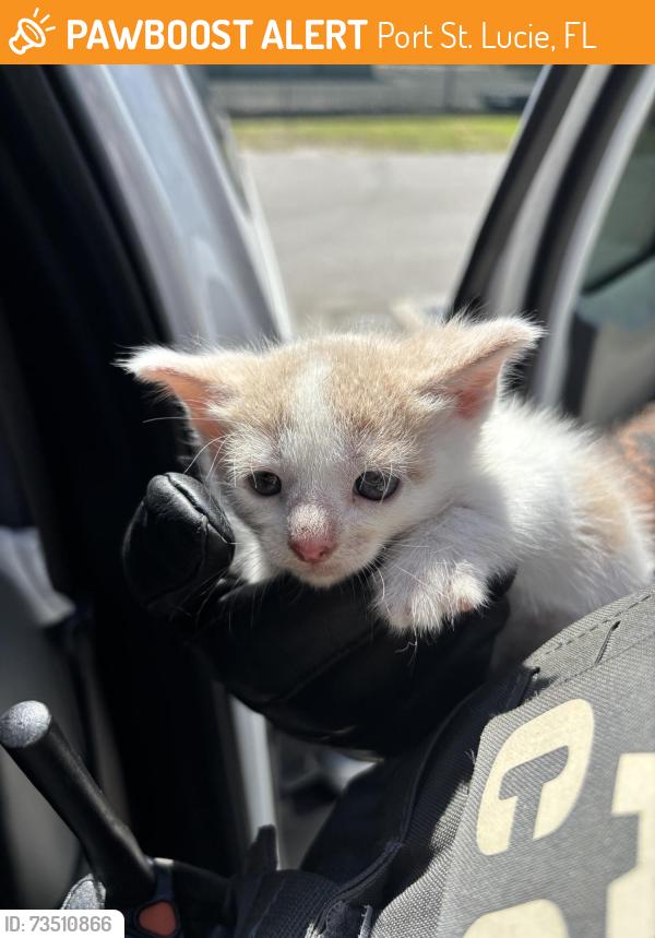 Found/Stray Unknown Cat last seen Port St Lucie, Port St. Lucie, FL 34986