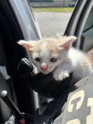 Found/Stray Unknown Cat last seen Port St Lucie, Port St. Lucie, FL 34986