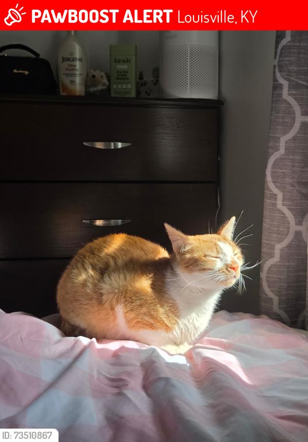 Lost Male Cat last seen South 3rd and outer loop, Louisville, KY 40214