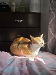 Lost Male Cat last seen South 3rd and outer loop, Louisville, KY 40214