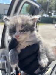 Found/Stray Unknown Cat last seen Port St Lucie, Port St. Lucie, FL 34986