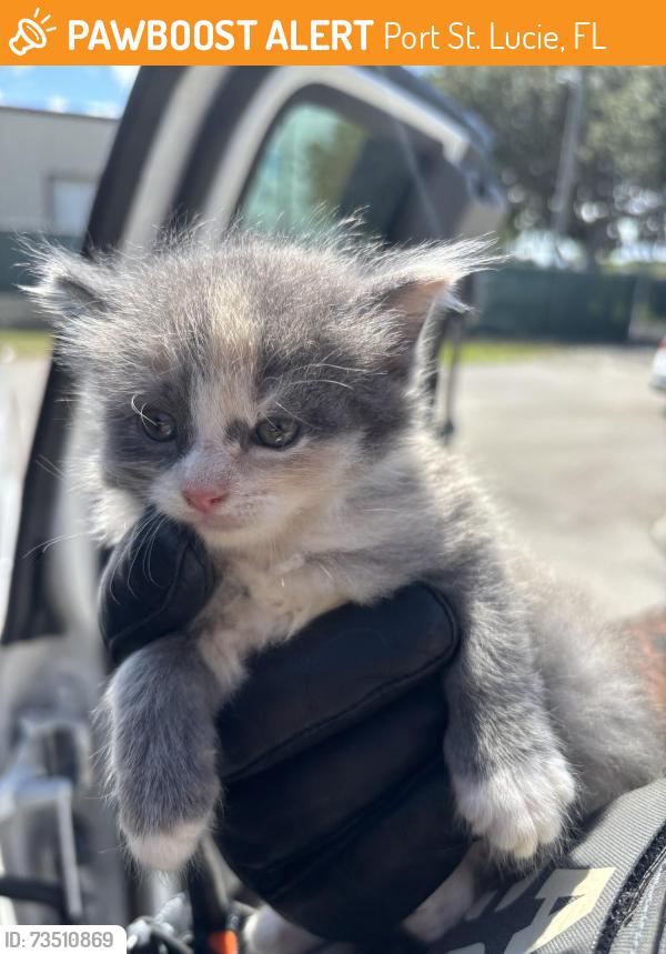 Found/Stray Unknown Cat last seen Port St Lucie, Port St. Lucie, FL 34986