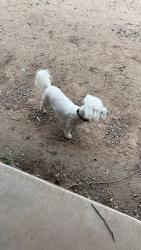 Reunited Male Dog last seen W Rancho Dr, Glendale, AZ 85340, USA, Maricopa County, AZ 85340