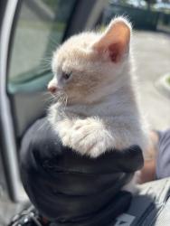 Found/Stray Unknown Cat last seen Port St Lucie, Port St. Lucie, FL 34986
