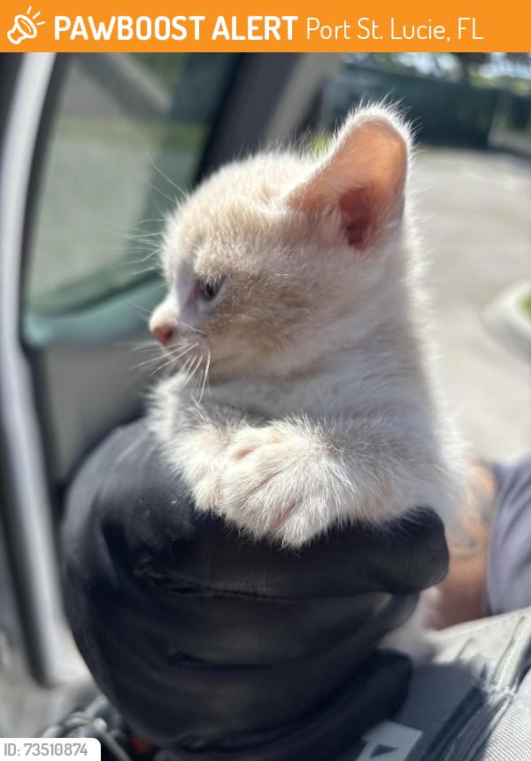 Found/Stray Unknown Cat last seen Port St Lucie, Port St. Lucie, FL 34986
