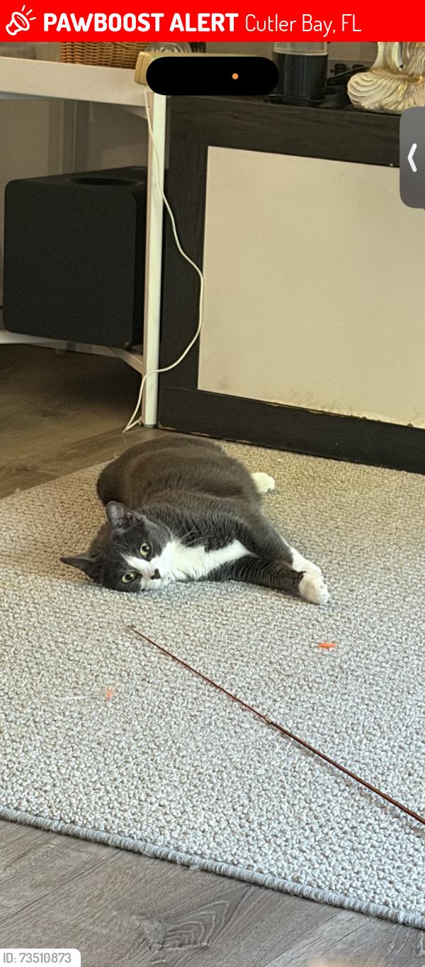 Lost Female Cat last seen Near SW 196th st, Cutler Bay, FL 33157