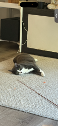 Lost Female Cat last seen Near SW 196th st, Cutler Bay, FL 33157