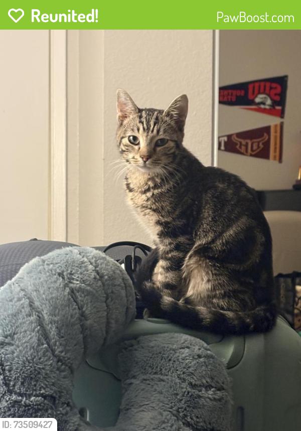 Reunited Female Cat last seen Avanti apmts, Anaheim, CA 92805