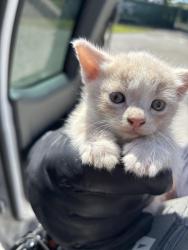 Found/Stray Unknown Cat last seen Port St Lucie, Port St. Lucie, FL 34986