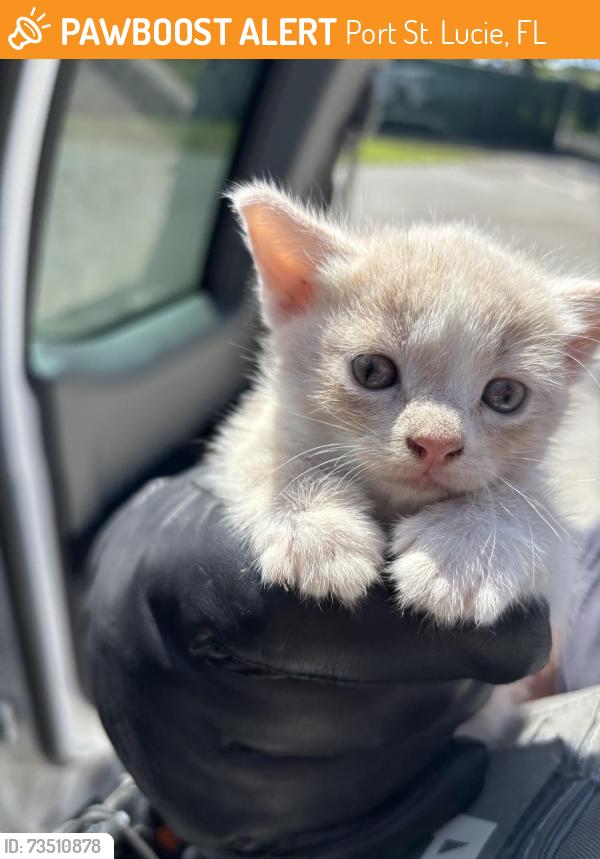 Found/Stray Unknown Cat last seen Port St Lucie, Port St. Lucie, FL 34986