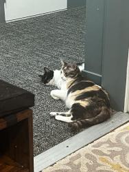 Reunited Female Cat last seen Brigg and Rockdell, La Crescenta-Montrose, CA 91214