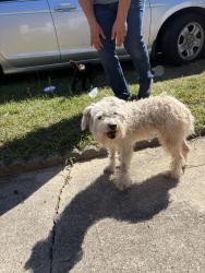 Reunited Female Dog last seen Near hope mills road (surrounding neighborhood’s), Fayetteville, NC 28304