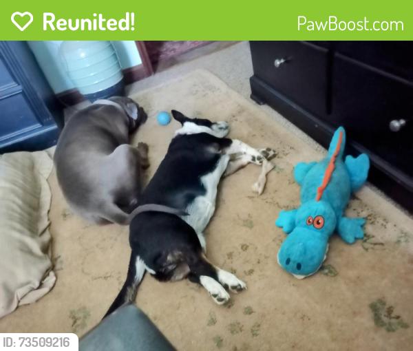 Reunited Male Dog last seen Harrisburg Rd. and Reedy Creek., Charlotte, NC 28215