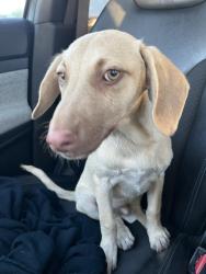Found/Stray Unknown Dog last seen Bardsley Ave and k street, Tulare County, CA 93274