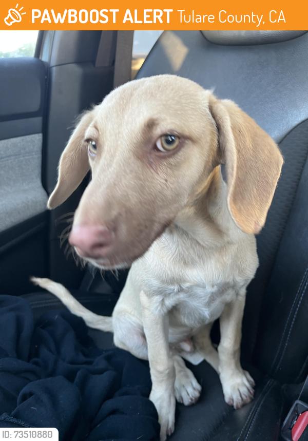 Found/Stray Unknown Dog last seen Bardsley Ave and k street, Tulare County, CA 93274