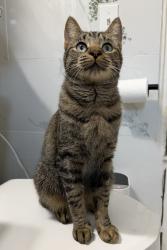 Found/Stray Female Cat last seen Park Place and Walnut St, Roselle Park, NJ 07204