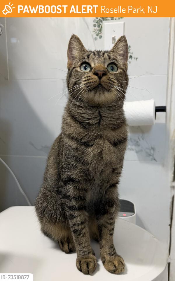 Found/Stray Female Cat last seen Park Place and Walnut St, Roselle Park, NJ 07204