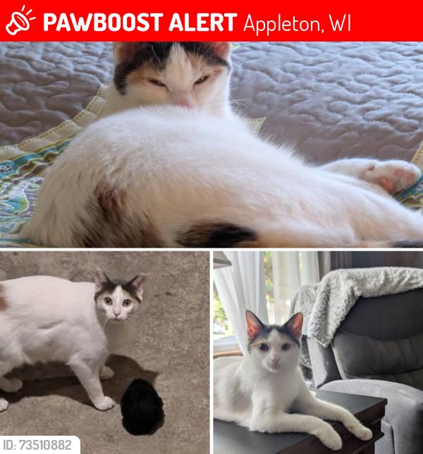 Lost Female Cat last seen W Spring St and Gillette Appleton WI, Appleton, WI 54914