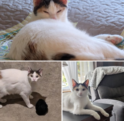 Lost Female Cat last seen W Spring St and Gillette Appleton WI, Appleton, WI 54914