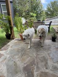 Reunited Male Dog last seen Glenview Dr, North Richland Hills, TX, USA, North Richland Hills, TX 76180