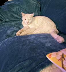 Reunited Male Cat last seen filbert/dandelion ave, Fountain Valley, CA 92708