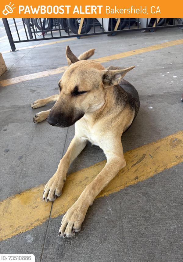 Found/Stray Female Dog last seen Stine and Ming, Bakersfield, CA 93309