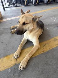 Found/Stray Female Dog last seen Stine and Ming, Bakersfield, CA 93309