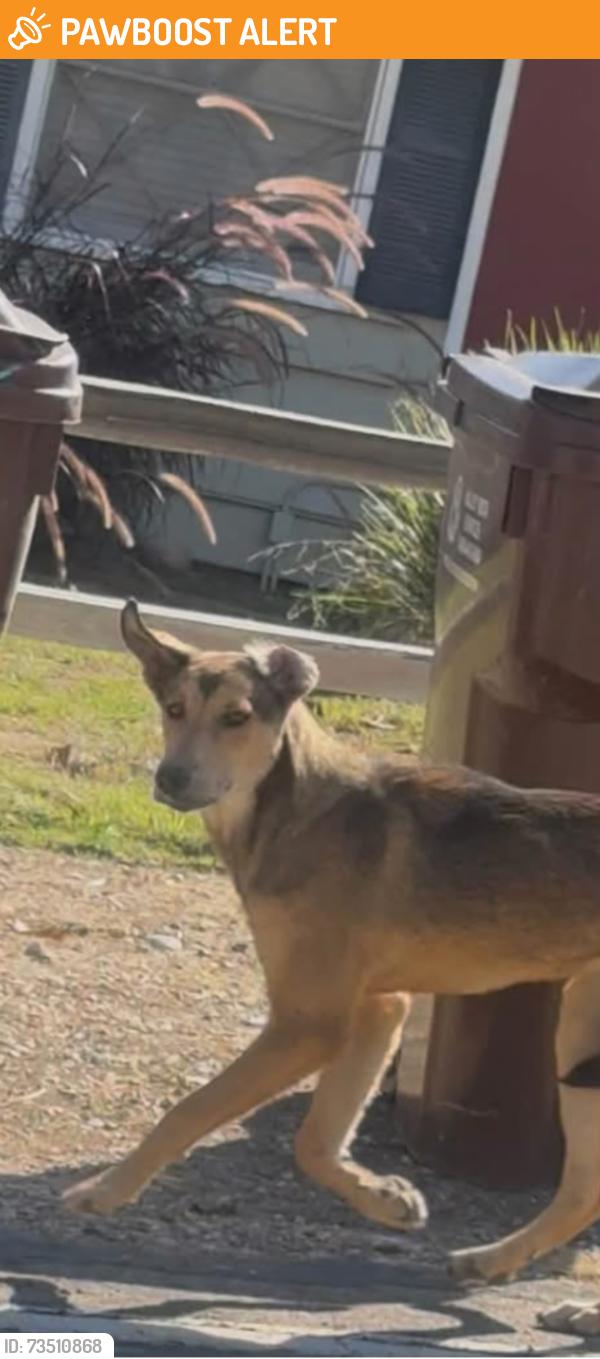 Found/Stray Unknown Dog last seen Turnbull canyon, Hacienda Heights, CA 91745