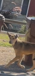 Found/Stray Unknown Dog last seen Turnbull canyon, Hacienda Heights, CA 91745