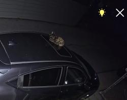 Found/Stray Unknown Cat last seen Near block of euclid, Temple, PA 19560