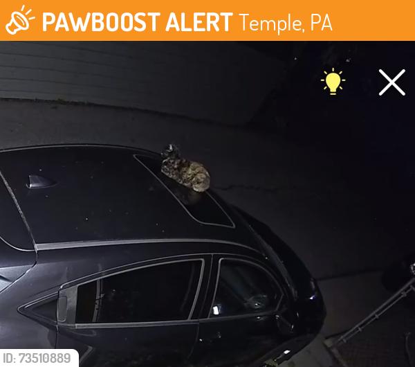 Found/Stray Unknown Cat last seen Near block of euclid, Temple, PA 19560