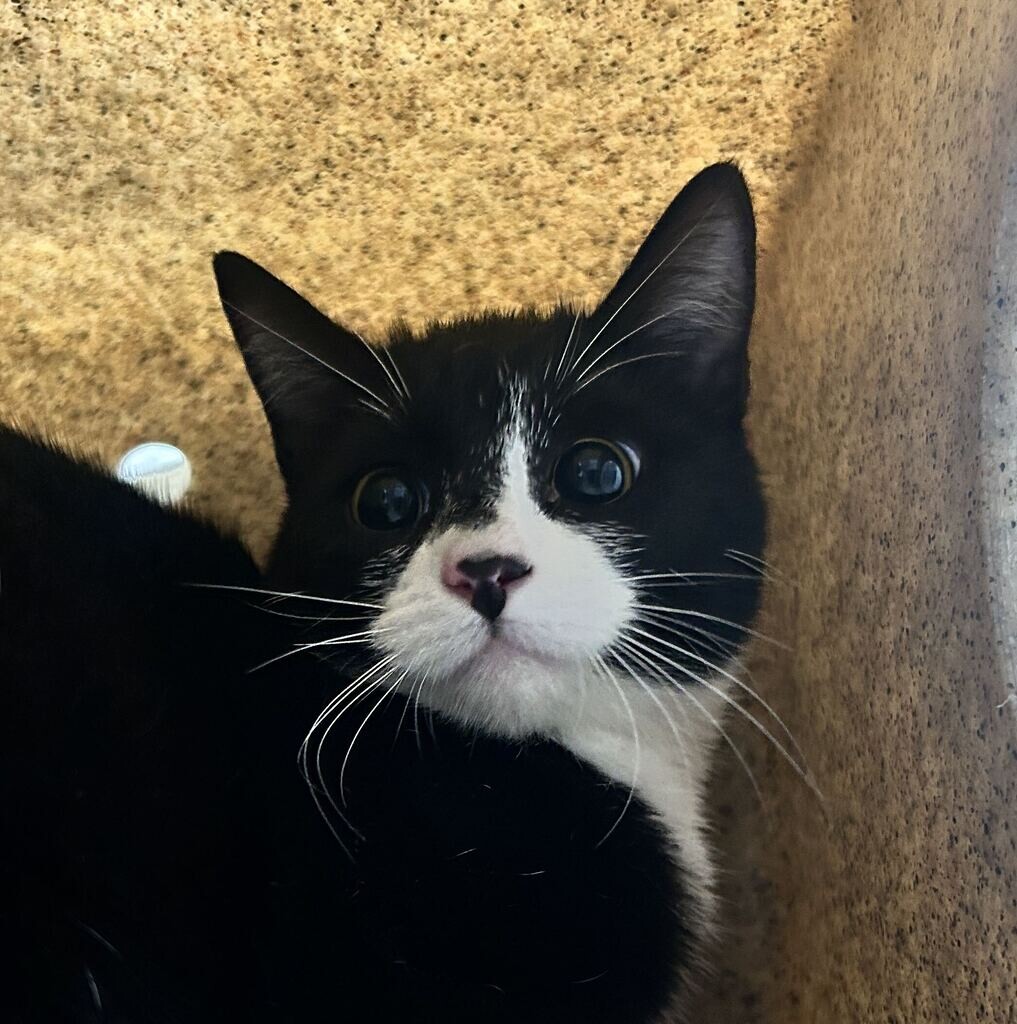 Shelter Stray Female Cat last seen Near Baer Canyon Rd, Fruit Heights, UT 84037, USA, 1422 E 600 N, Fruit Heights, UT 84037, USA