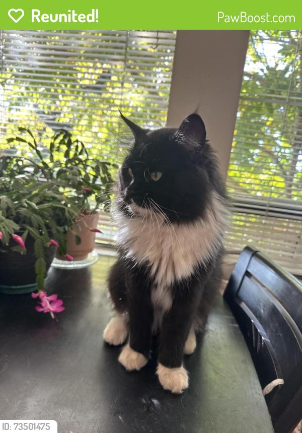Reunited Male Cat last seen Mountain Hwy and Evelyn Street, North Vancouver, BC V7K 2K1