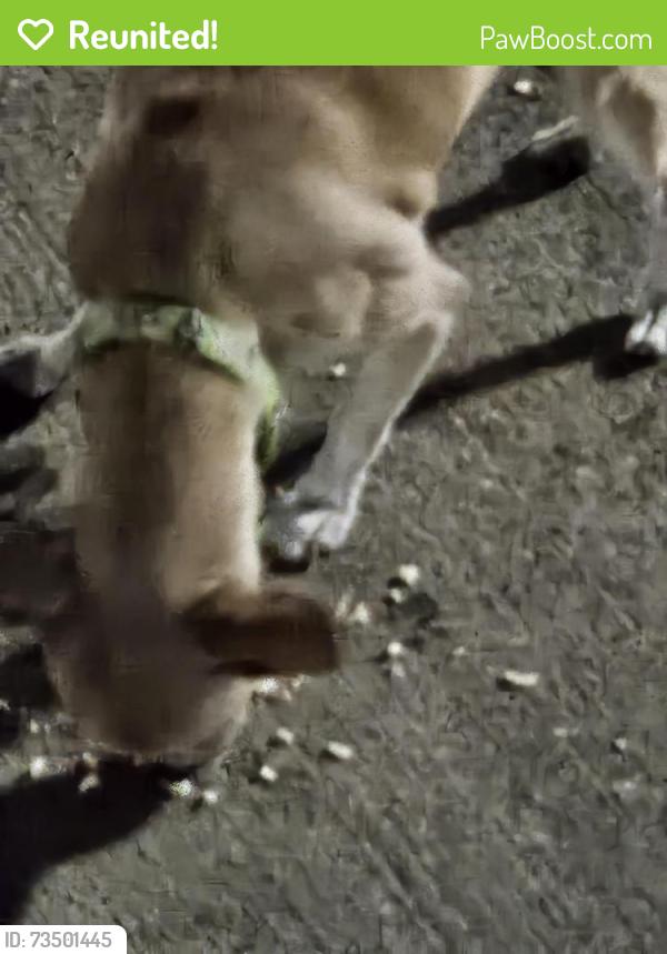 Reunited Female Dog last seen Near Downing Dr fort worth Tx, Fort Worth, TX 76106