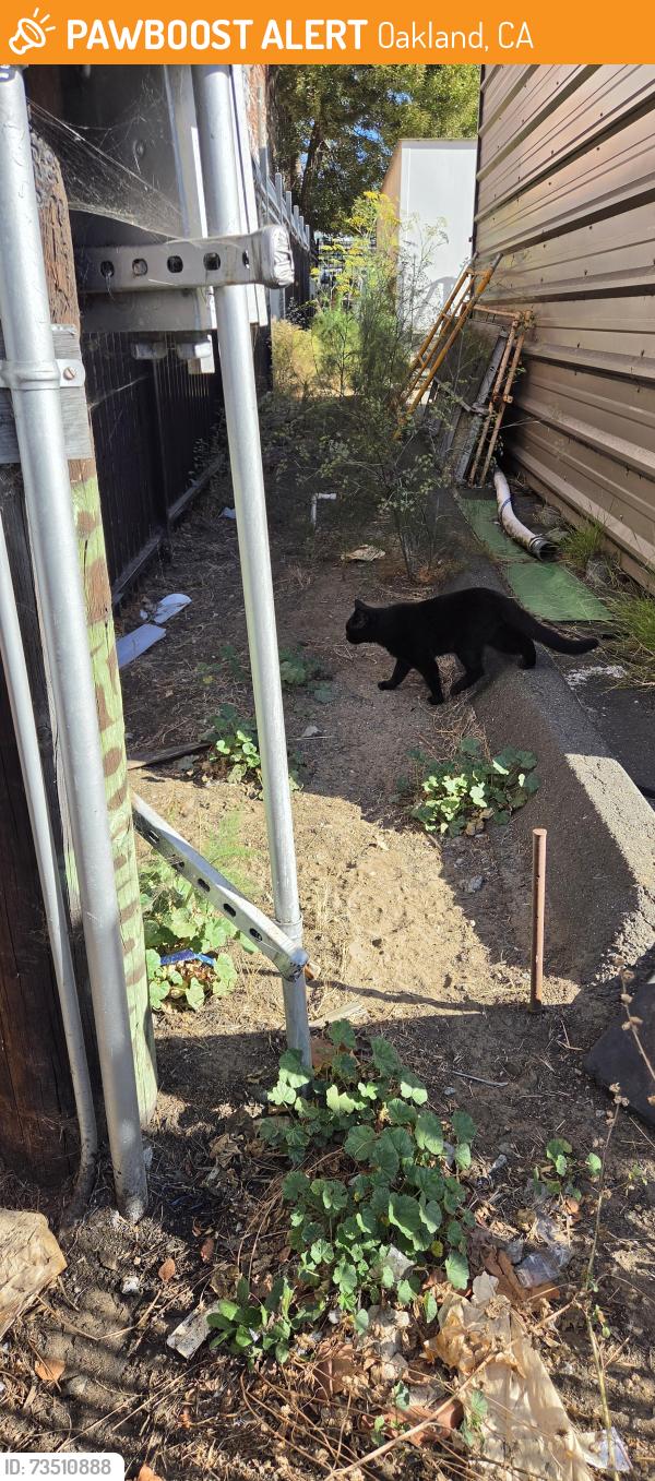 Found/Stray Unknown Cat last seen 3rd & Webster area, Oakland, CA 94607