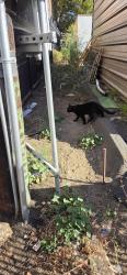 Found/Stray Unknown Cat last seen 3rd & Webster area, Oakland, CA 94607
